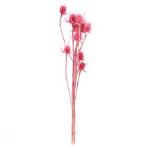 Article Décoration de chardon sauvage séché, chardons roses, 53 cm, 10 têtes