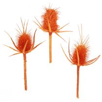 Article Cardère sauvage Cardère orange Chardon séché Décoration 1kg