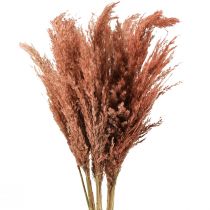 Article Wilde Reed Plume Roseau Décoration Sèche Abricot 75cm 10 pcs