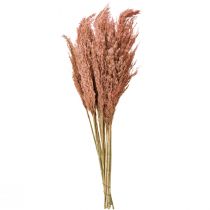 Article Décoration en roseau séché abricot 75 cm, 10 pièces, style bohème, herbe de la pampa