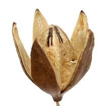 Article Lys sauvage sur tige coloris naturel Ø6,5cm L55cm 45 pcs