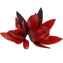 Article Lys sauvage rouge décoration naturelle fleurs séchées 6-8cm 50 pcs