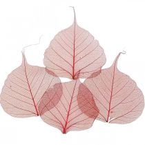Feuille de saule squelettisée rouge, squelette de saule, feuille de voile 200pcs