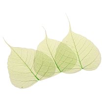 Article Feuilles de saule squelettisées vertes, décoration naturelle, 200 pièces
