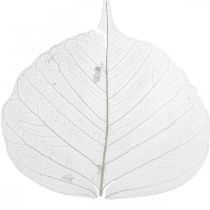 Article Feuilles de squelette blanchies Feuilles de saule squelettisées 8-10 cm 300 pièces