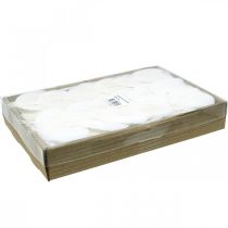 Article Feuilles de squelette blanchies Feuilles de saule squelettisées 8-10 cm 300 pièces