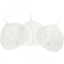 Article Feuilles de squelette blanchies Feuilles de saule squelettisées 8-10 cm 300 pièces