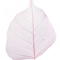 Article Feuilles de squelette Feuilles de saule squelettées roses 5-9cm 200 pcs