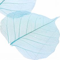 Article Feuilles de saule, feuilles de saule naturelles, feuilles séchées squelettées bleu turquoise 200pcs