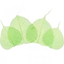 Feuilles de saule squelettisées, décoration printanière, déco feuilles vert 200p