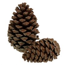 Article Cônes Pinus Maritima 10cm - 15cm Naturel 3 pcs