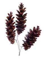 Article Cônes pin de Weymouth cirés sur fil 10-15cm 200 pièces