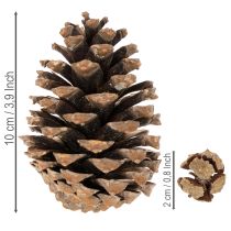 Article Assortiment de cônes naturels pour décorations et créations manuelles, 2-10 cm, 400 g