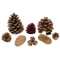 Article Assortiment de cônes naturels pour décorations et créations manuelles, 2-10 cm, 400 g