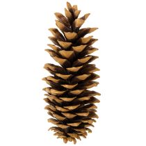 Article Pommes de pin en sucre naturelles 20-25 cm