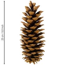 Article Pommes de pin en sucre naturelles 20-25 cm
