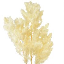 Article Asperges sèches décoration herbe ornementale séchée blanche 80g