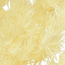 Article Asperges sèches décoration herbe ornementale séchée blanche 80g
