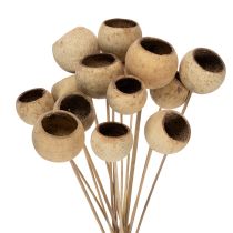 Article Mélange de clochettes sur tige, variétés exotiques naturelles, 15 pièces