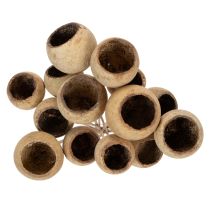 Article Mélange de clochettes sur tige, variétés exotiques naturelles, 15 pièces