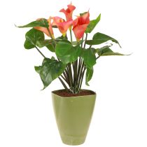 Article Pot à orchidées pot de fleur vase plastique vert H16,5cm 4pcs