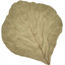 Article Feuilles de cobra séchées vertes naturelles 15cm–17cm 50 pcs