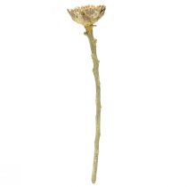 Article Protéa compacta Rosette séchée Givré vert Ø4-5,5cm 20pcs
