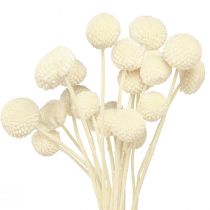 Article Craspedia pilons séchés crème 45-55cm 20 pcs