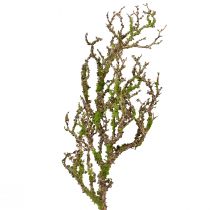 Article Branche décorative avec mousse artificielle décoration d&#39;automne gris vert L78cm