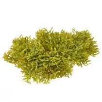 Article Mousse décorative artificielle vert marron – coussin de mousse 10/12/14cm 3 pièces