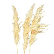 Article Herbe de pampa décorative crème herbe sèche blanchie 95cm 3 pcs