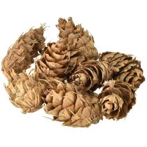 Article Cônes Douglas 1,3 kg