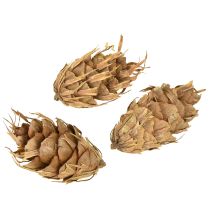 Article Cônes Douglas 1,3 kg