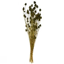 Article Décoration séchée en chardon-fraise, vert olive, Ø 1–2 cm, L 55 cm, 100 g