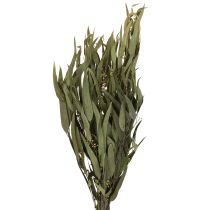 Article Branches d&#39;eucalyptus préservées, feuilles vertes ovales, 150 g