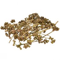 Article Branches d'eucalyptus eucalyptus exotique décoratif naturel 20-30cm 25 pcs