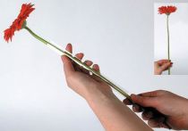 Article Tuyau support Gerbera 200m