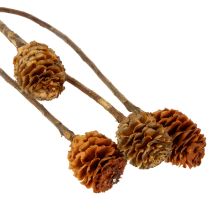 Article Glabrum Leucospermum Fleurs séchées 25-40 cm 25 pièces
