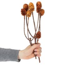 Article Glabrum Leucospermum Fleurs séchées 25-40 cm 25 pièces