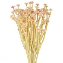 Article Fleurs artificielles de paille italienne rose L28cm