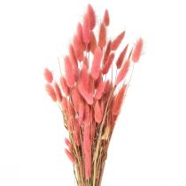 Article Lagurus Herbe Queue de Lapin Séchée Rose L45cm 50g