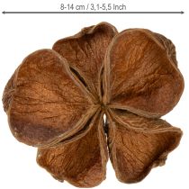 Article Landlotus Nature 50 pièces