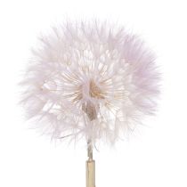 Article Pissenlits géants décoratifs séchés pour intérieur moderne, 12 cm, lot de 4