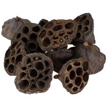 Article Bulbe de lotus petit 100 pcs. naturel