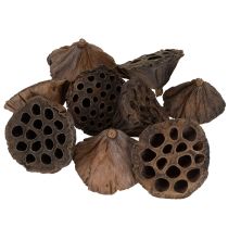 Article Lotus piston moyen 100 pièces naturel