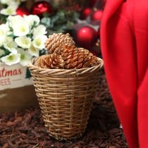 Article Cônes Maritima crème-vanille mixte 5-18cm 25 pcs