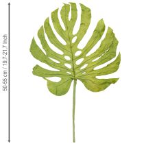 Article Feuilles de Monstera séchées pour décoration de fenêtre H50cm 5 pcs