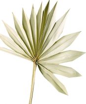Article Palmspear Sun Feuille de palmier naturelle séchée, décoration naturelle, 30 pièces