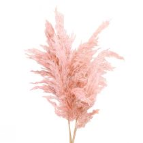 Herbe de pampa séchée rose, fleuriste sèche 65-75cm 6 pièces en bouquet