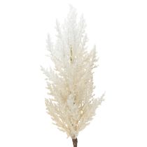 Article Herbe de la pampa blanche, herbes séchées artificielles, plantes artificielles
